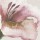 Lilium 